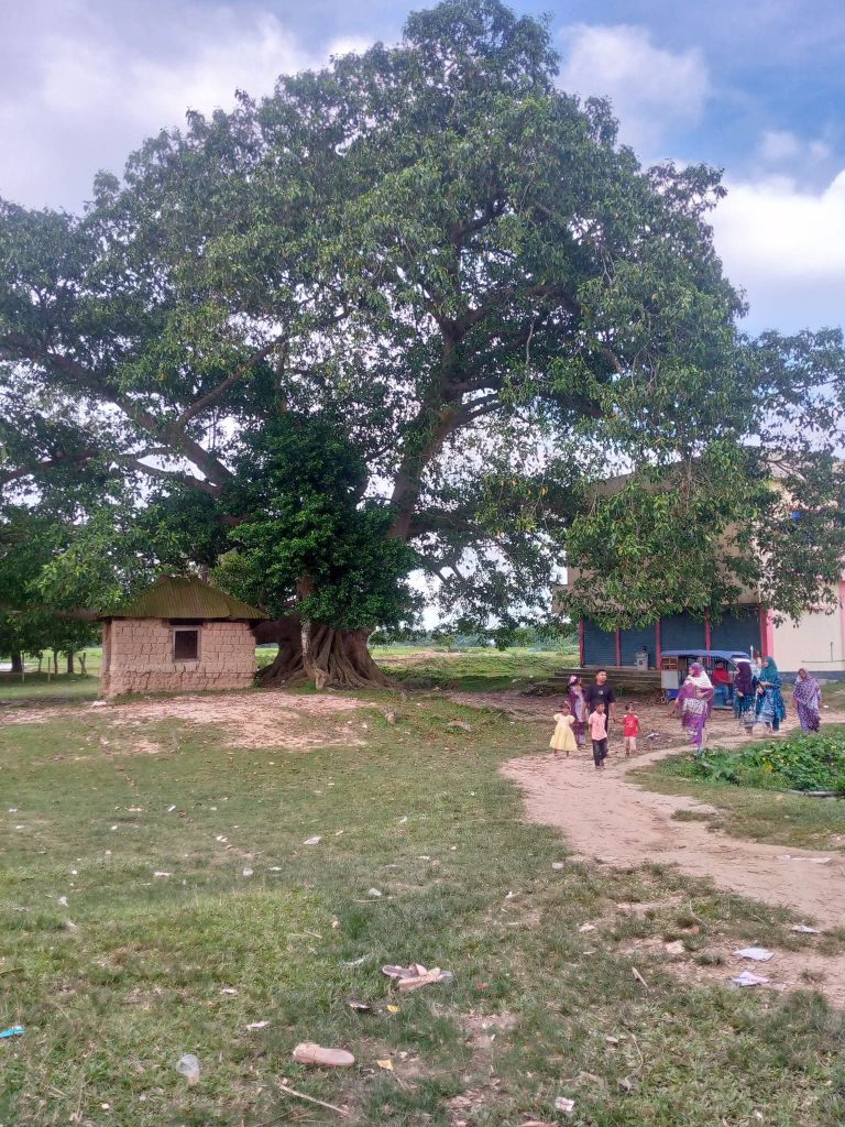 ব্রাহ্মণবাড়িয়ার আখাউড়া উপজেলার মনিয়ন্দ ইউনিয়নে শতবর্ষের পুরনো বটগাছ